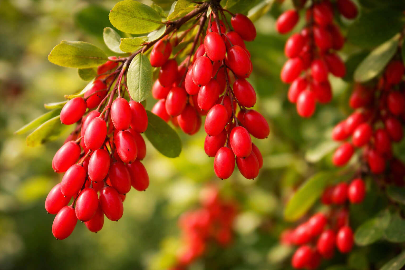 Berberine extract