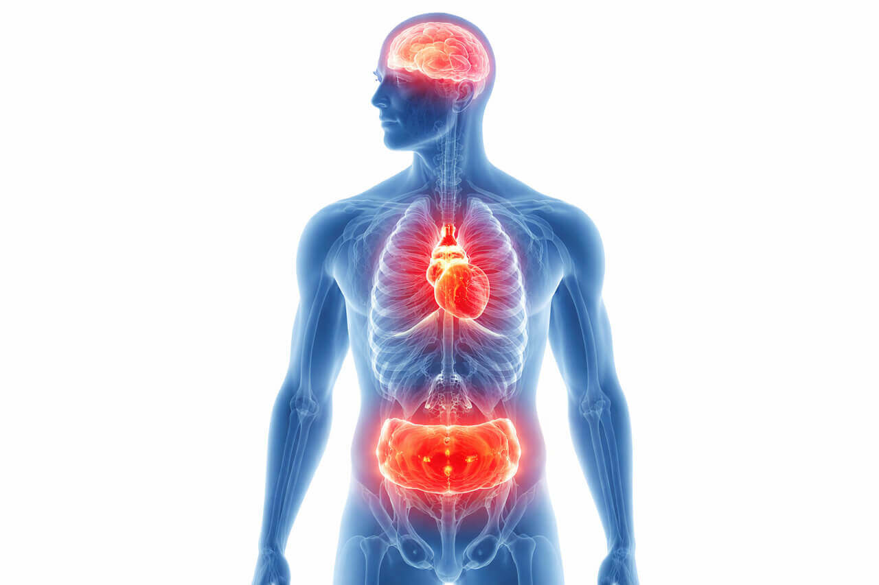 Human body organs illustration